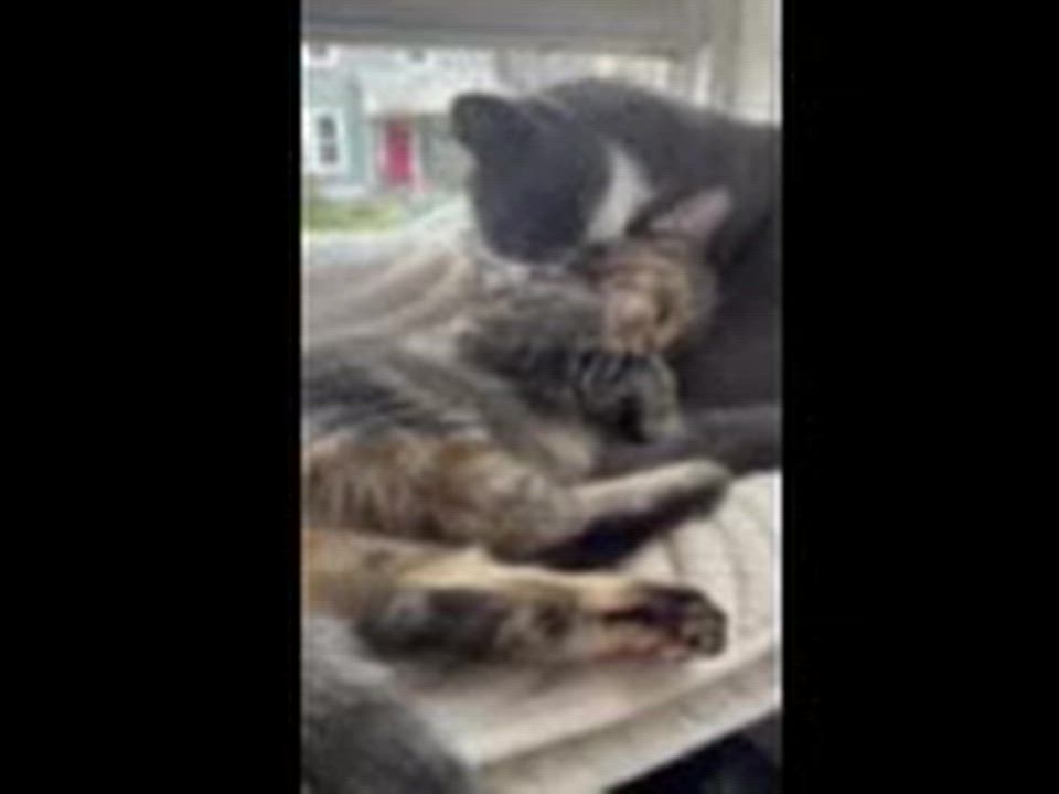 Enlarge TT and Penny, a Adoptable Domestic Short Hair in Melrose, MA video 4/4