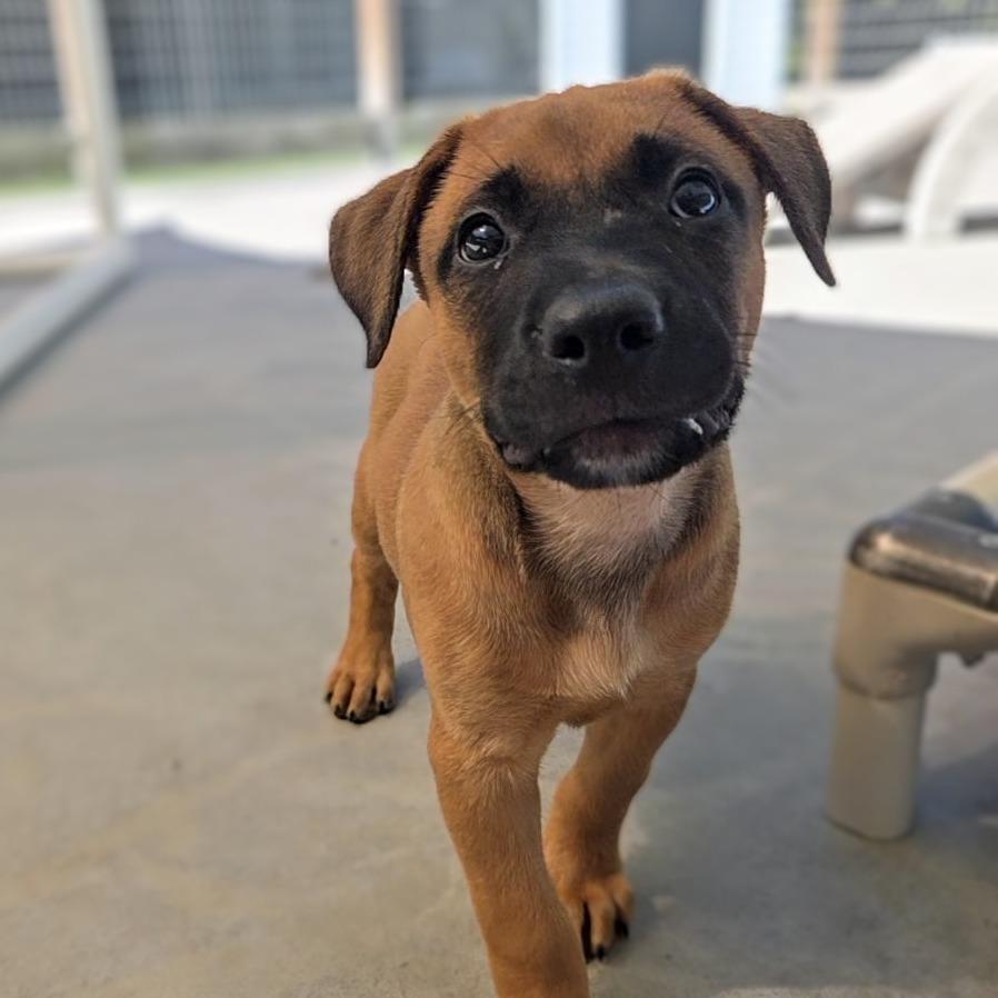 Enlarge Ginger, a Adoptable Black Mouth Cur in Newport, TN image 1/2