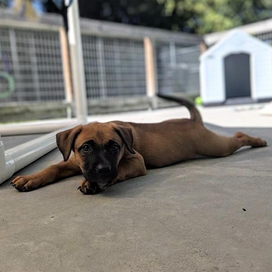 Enlarge Ginger, a Adoptable Black Mouth Cur in Newport, TN image 2/2