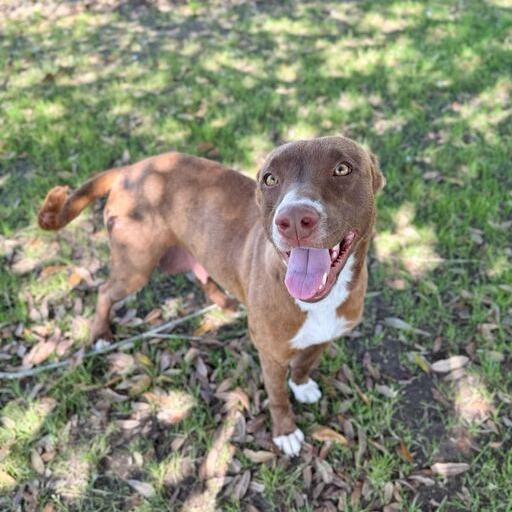 Enlarge Sateen, a Adoptable mixed breed in Carencro, LA image 1/3