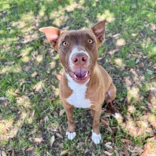 Enlarge Sateen, a Adoptable mixed breed in Carencro, LA image 2/3