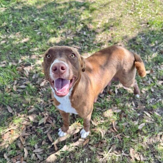 Enlarge Sateen, a Adoptable mixed breed in Carencro, LA image 3/3