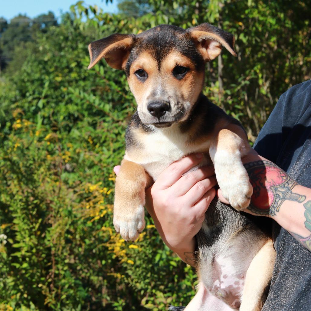 CT Billy, Adoptable, Puppy Male German Shepherd Dog & Mixed Breed.