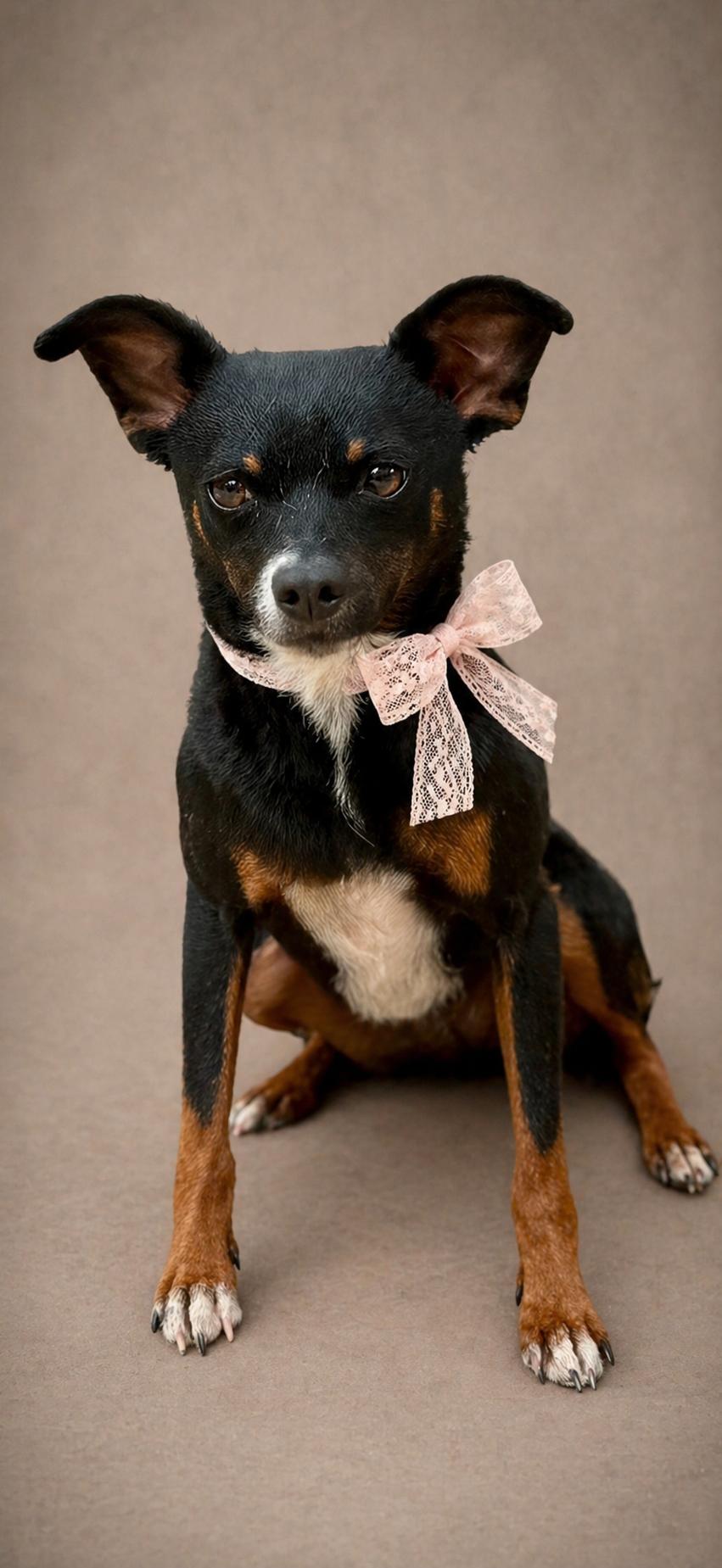 Baisley, a Adoptable Mixed Breed in San Antonio, TX image 3/6