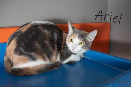 Enlarge Ariel, a Adoptable mixed breed in Scottsdale, AZ image 1/2