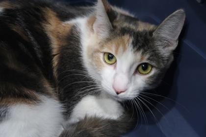 Enlarge Ariel, a Adoptable mixed breed in Scottsdale, AZ image 2/2