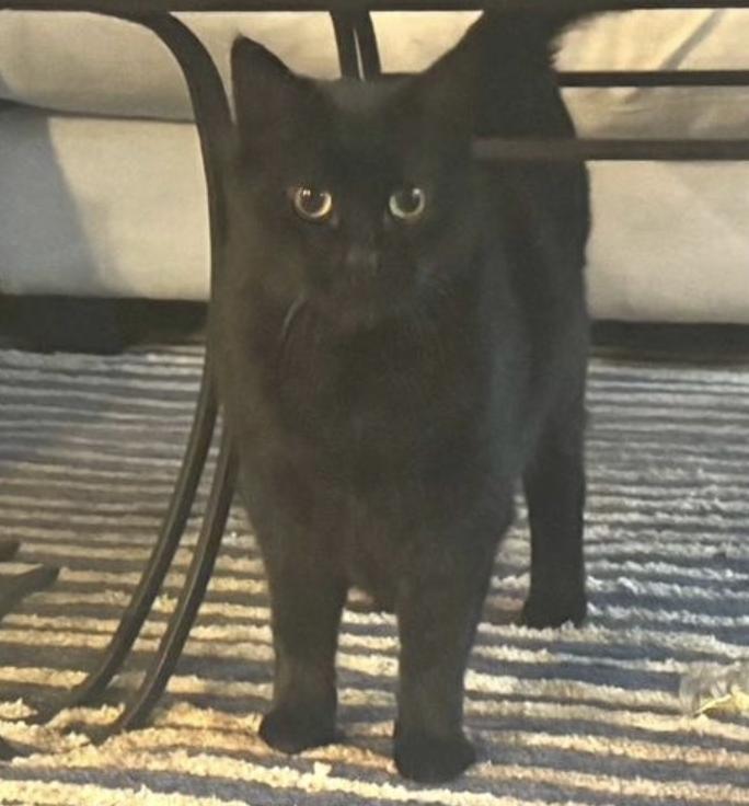 Enlarge Bella, a Adoptable Domestic Short Hair in Novato, CA image 1/1