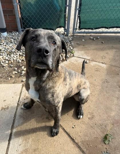 Enlarge Hector, a Adoptable mixed breed in Bellaire, MI image 1/2