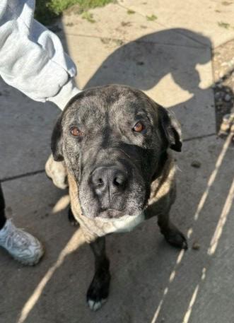 Enlarge Hector, a Adoptable mixed breed in Bellaire, MI image 2/2