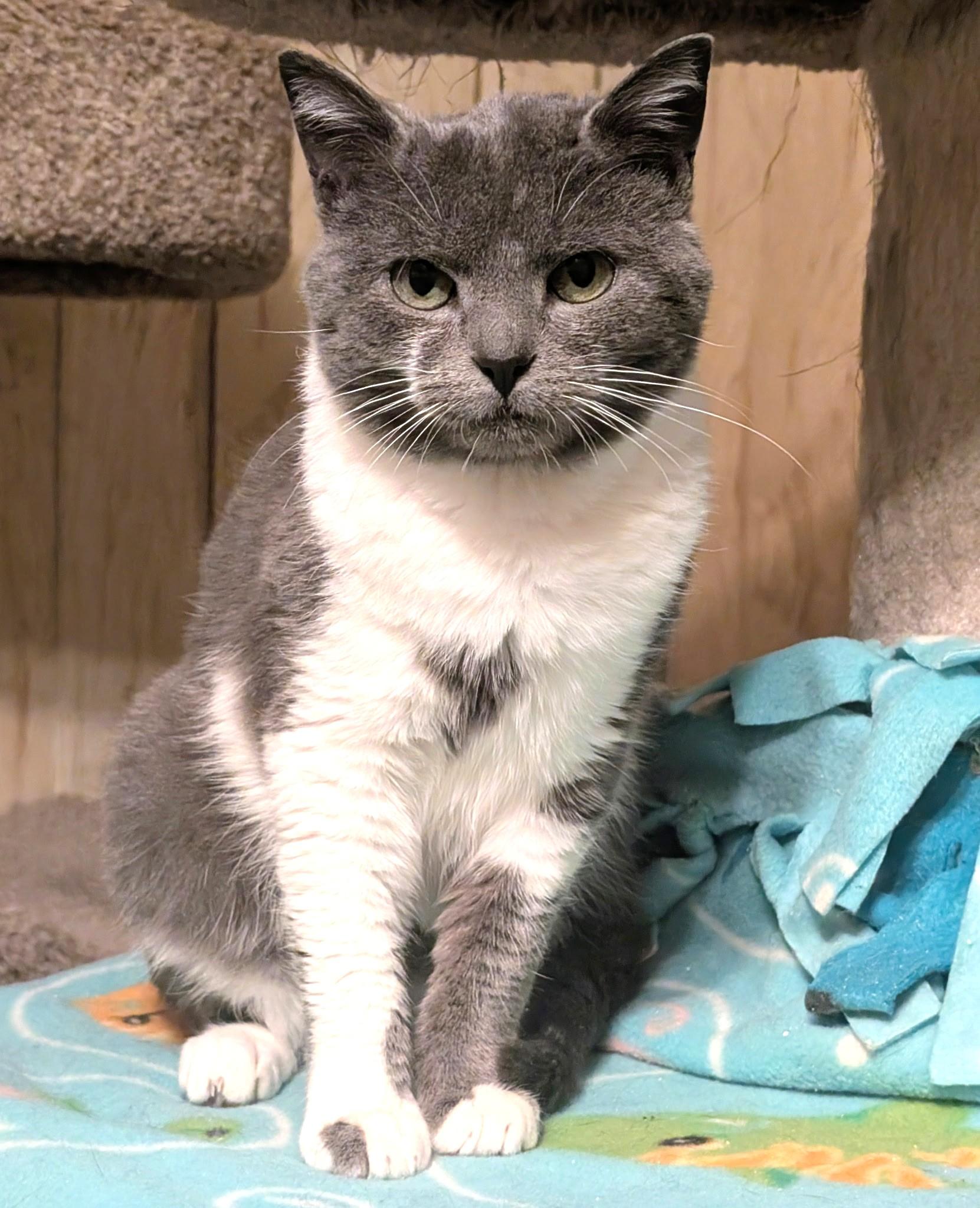 Enlarge Nelson: Sweetie Pie!, a ADOPTABLE Domestic Short Hair in Newport, WA image 4/6