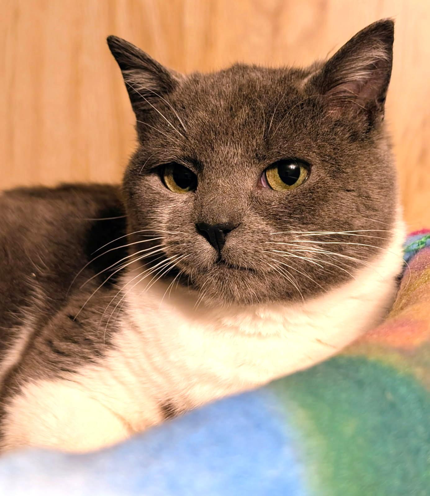 Enlarge Nelson: Sweetie Pie!, a ADOPTABLE Domestic Short Hair in Newport, WA image 6/6