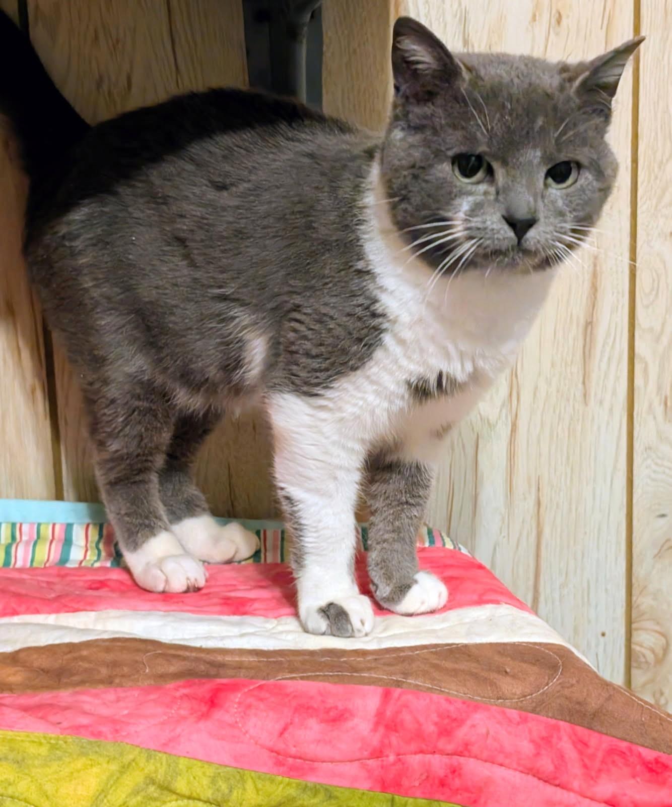 Enlarge Nelson: Sweetie Pie!, a ADOPTABLE Domestic Short Hair in Newport, WA image 5/6