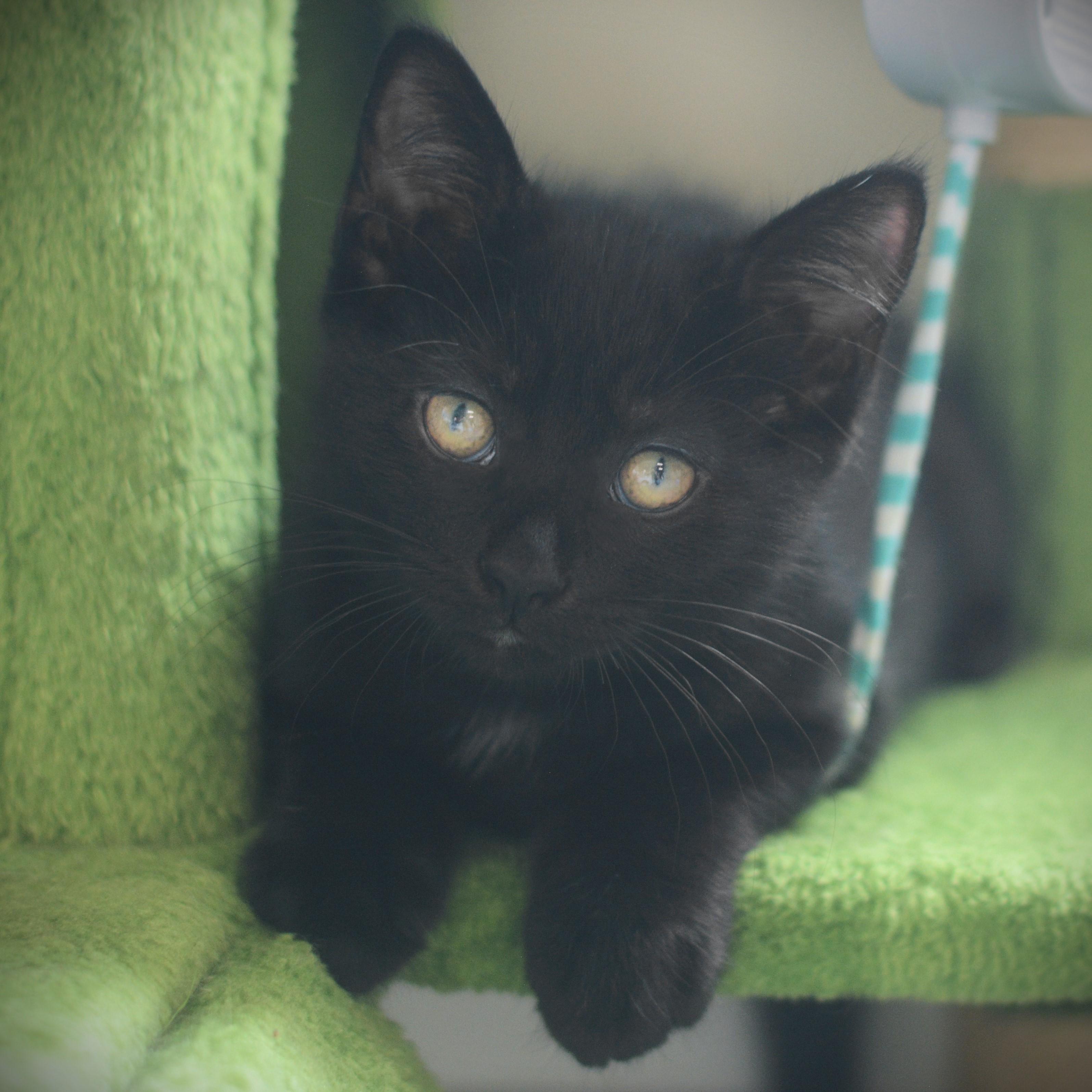 Darby, adoptable, Kitten Female Domestic Short Hair.