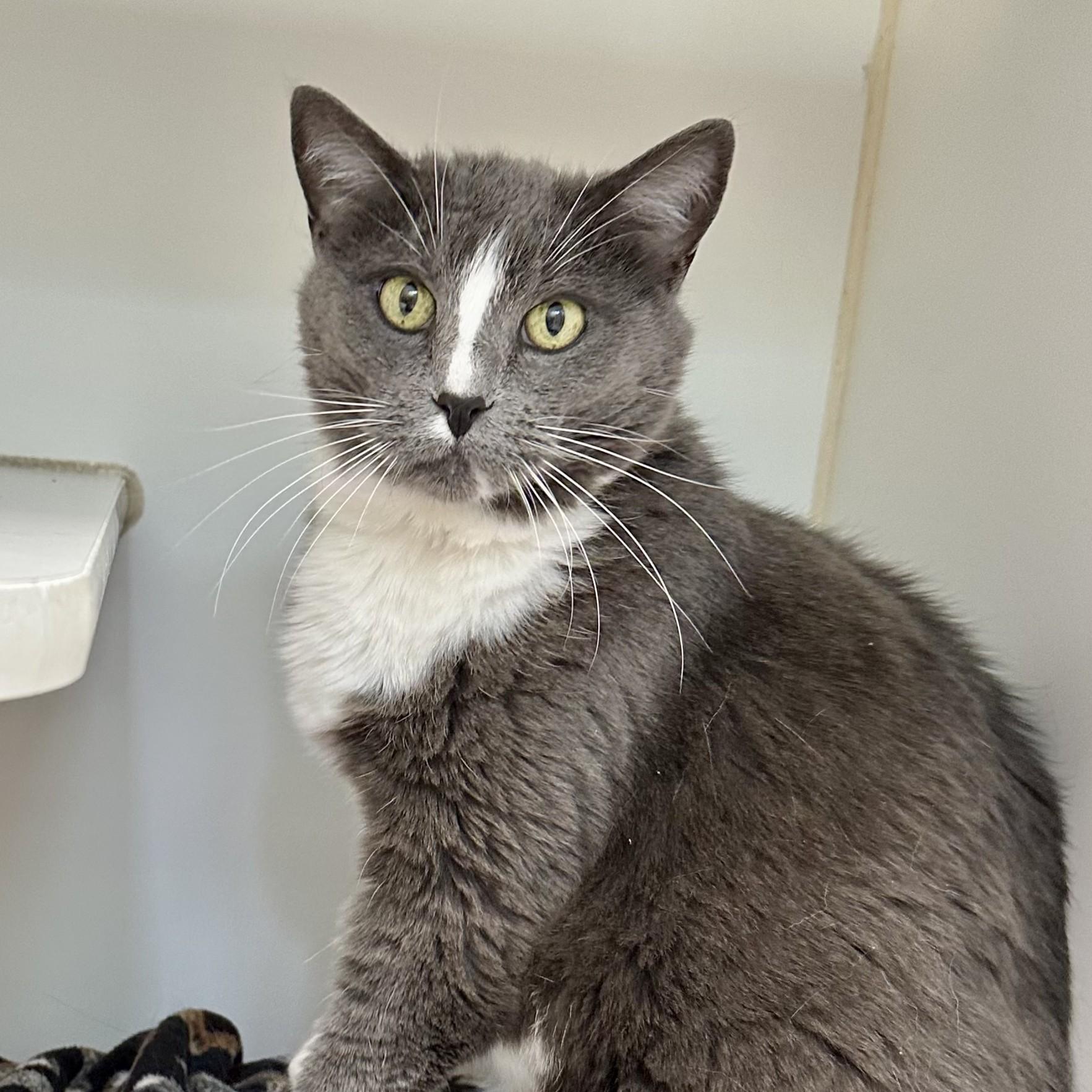 Enlarge Mia, a Adoptable Domestic Short Hair in Reisterstown, MD image 2/3