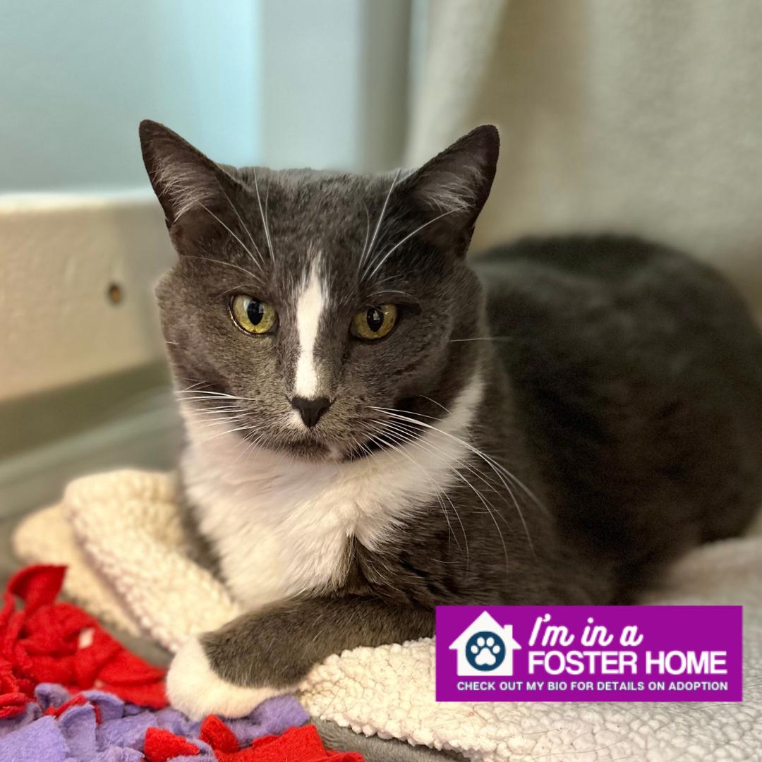 Enlarge Mia, a Adoptable Domestic Short Hair in Reisterstown, MD image 1/3