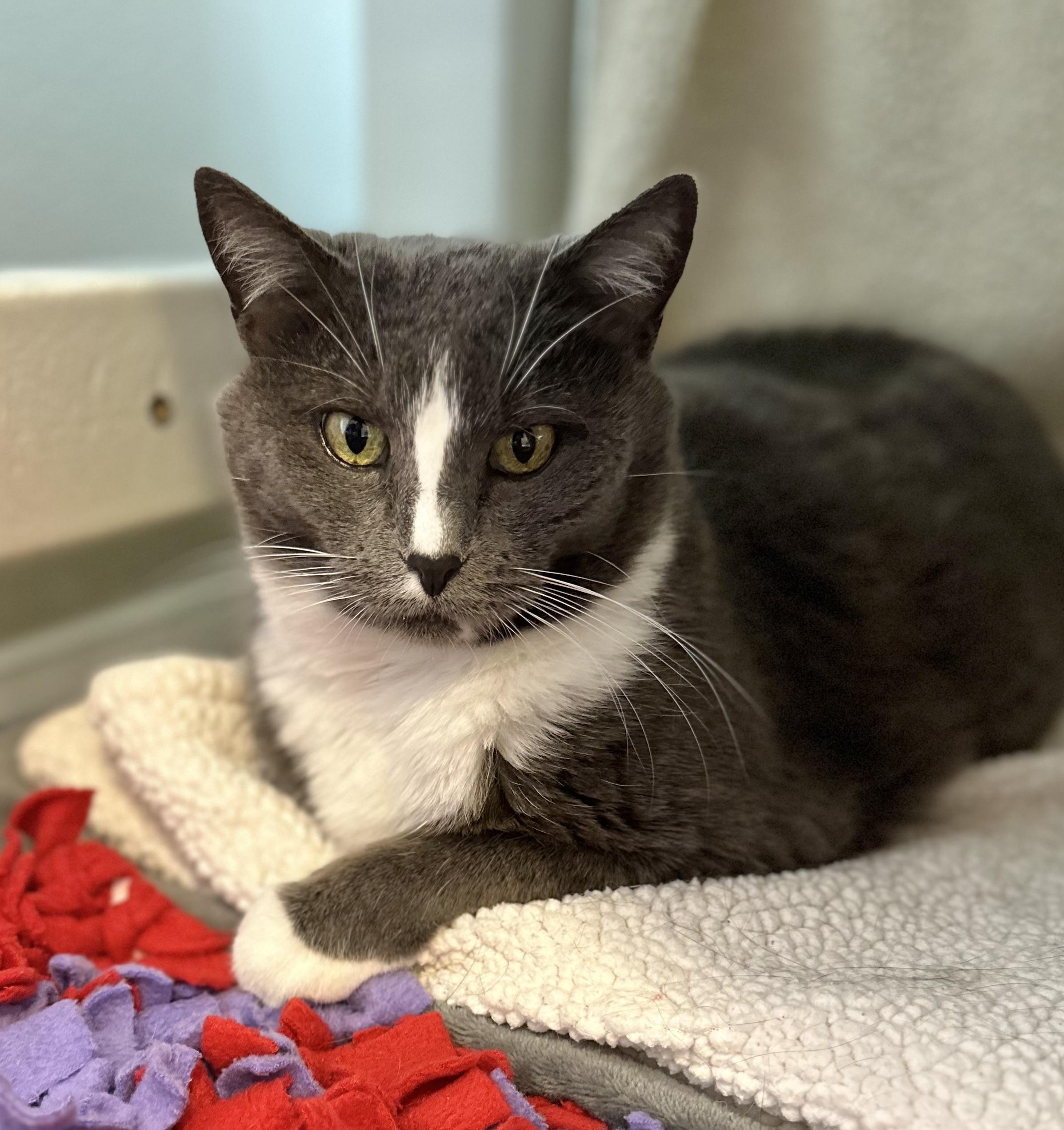 Mia, Adoptable, Senior Female Domestic Short Hair.