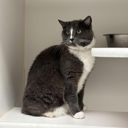 Enlarge Mia, a Adoptable Domestic Short Hair in Reisterstown, MD image 3/3