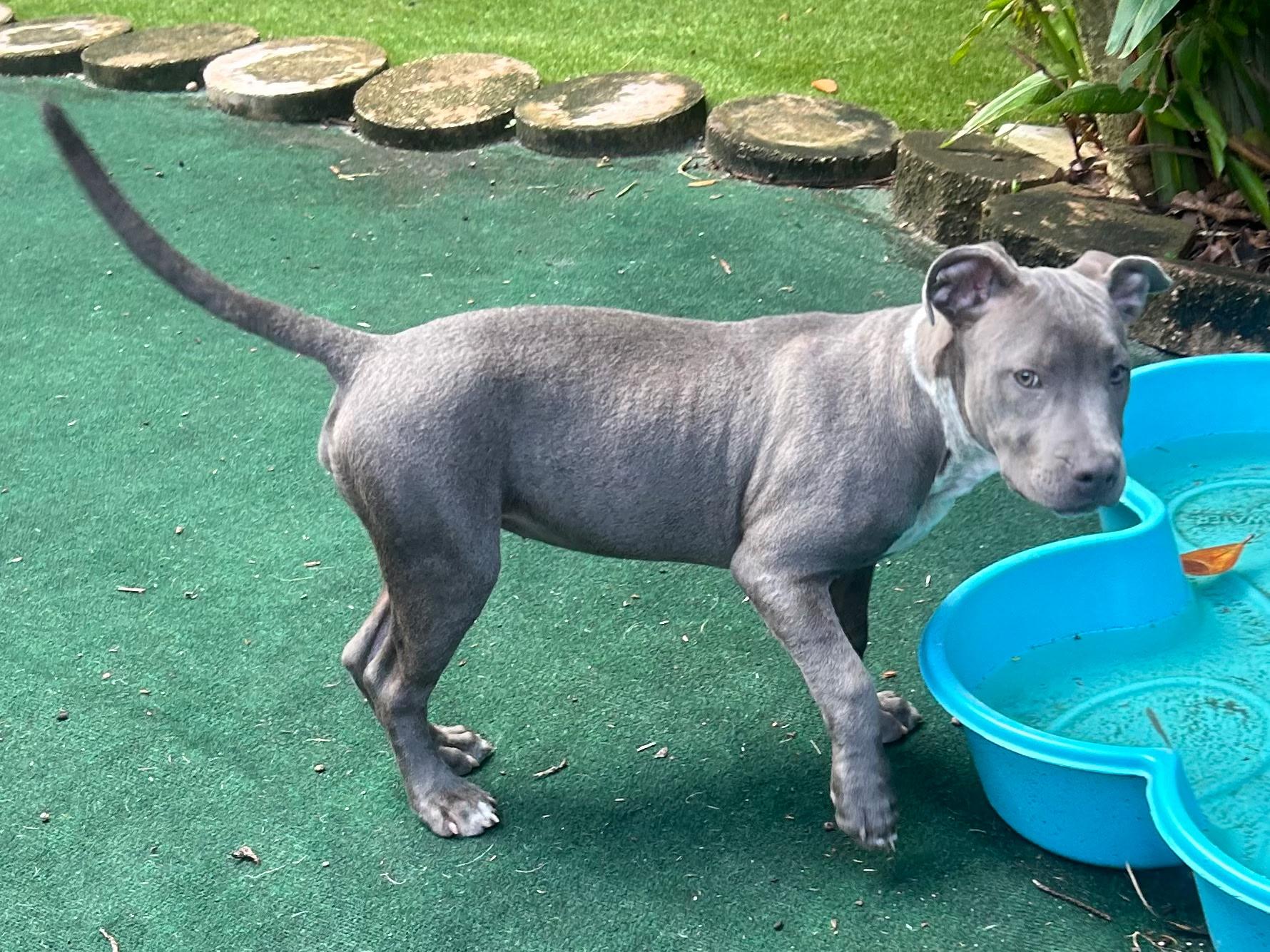 Enlarge Opal, a Adopted mixed breed in Lake Worth, FL image 6/6