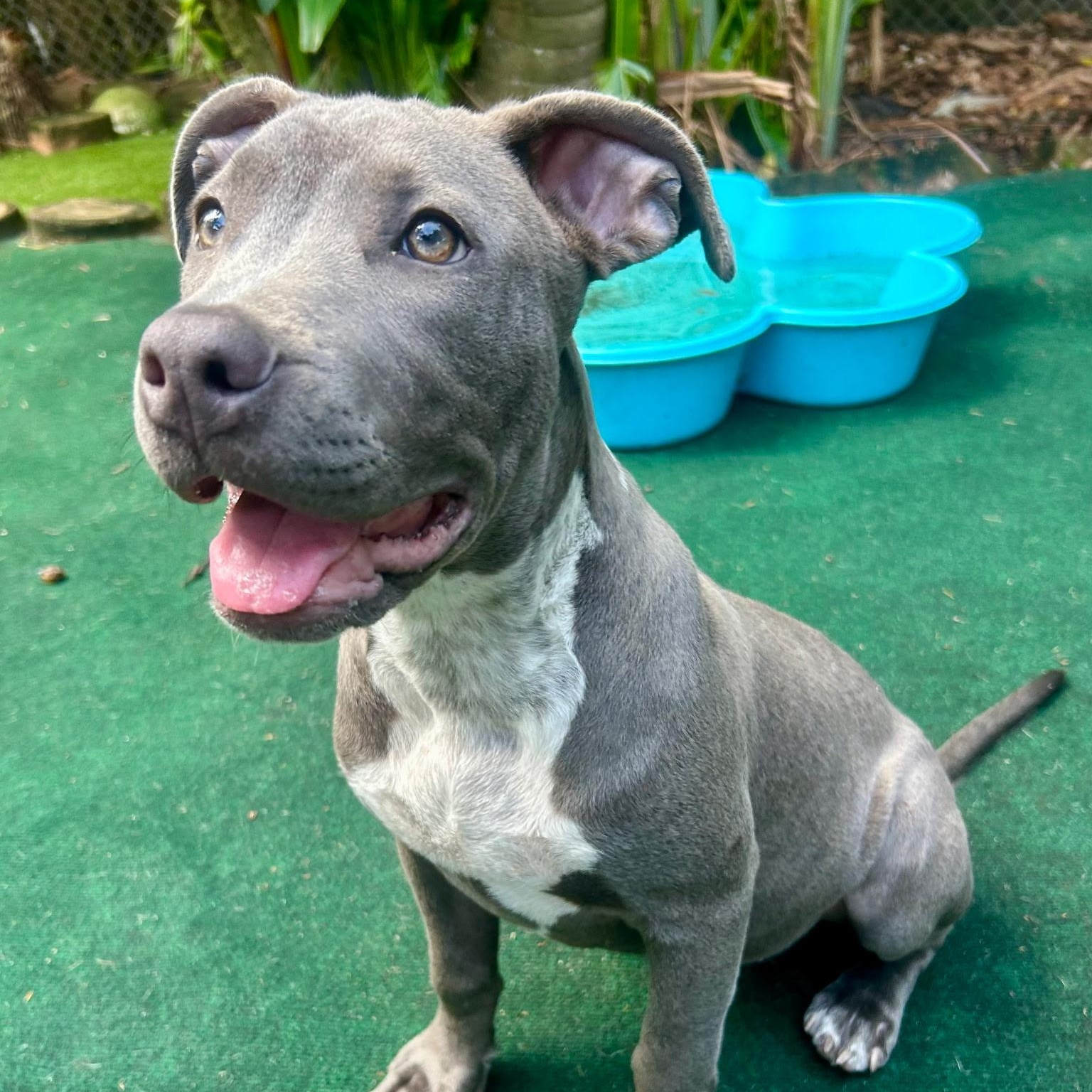 Enlarge Opal, a Adopted mixed breed in Lake Worth, FL image 1/6