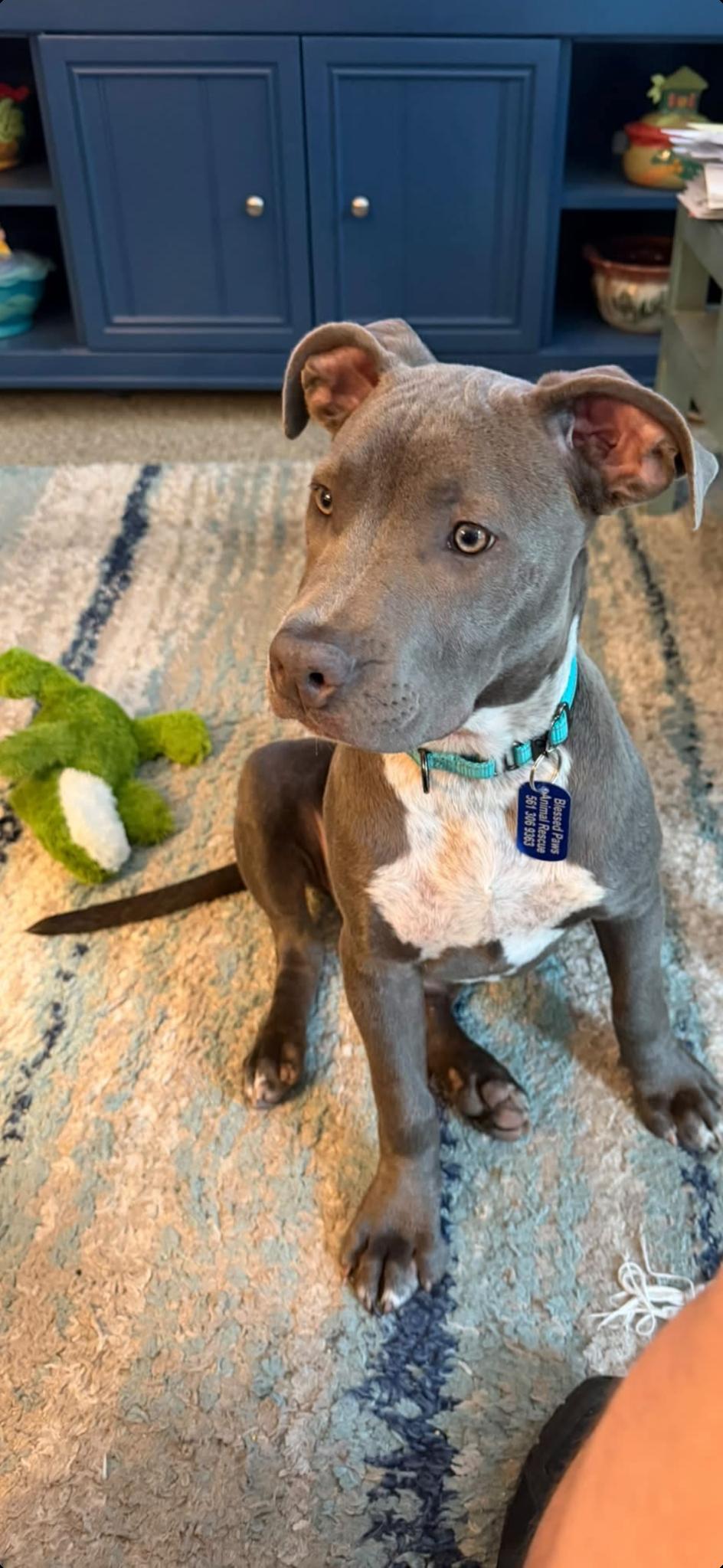 Enlarge Opal, a Adopted mixed breed in Lake Worth, FL image 3/6