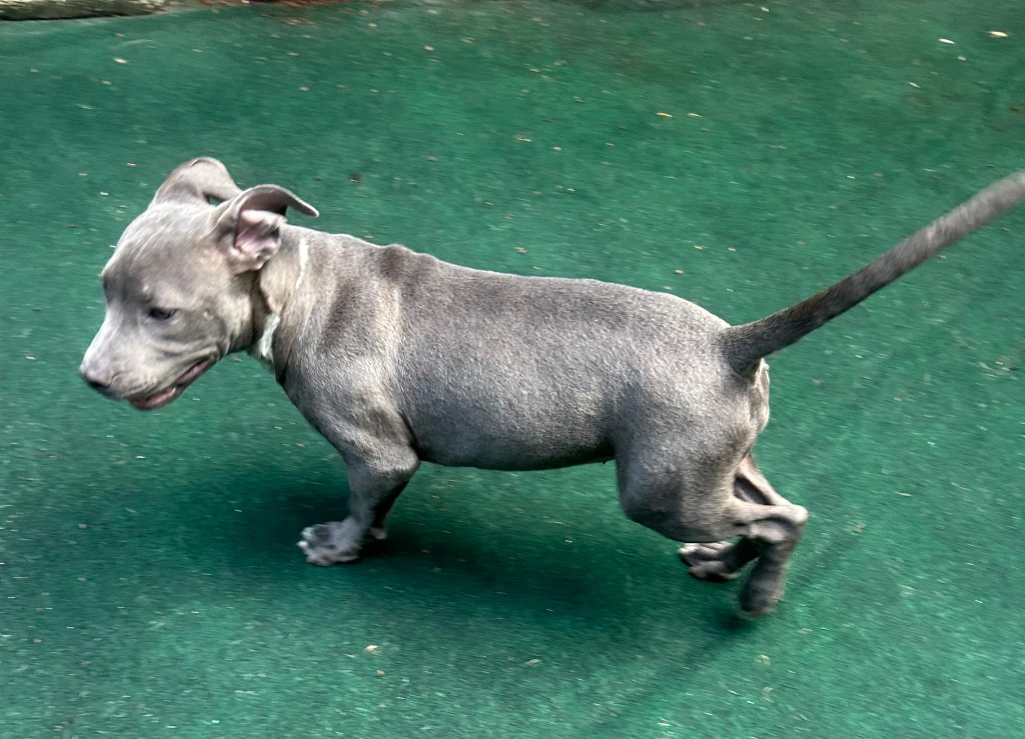 Enlarge Opal, a Adopted mixed breed in Lake Worth, FL image 5/6