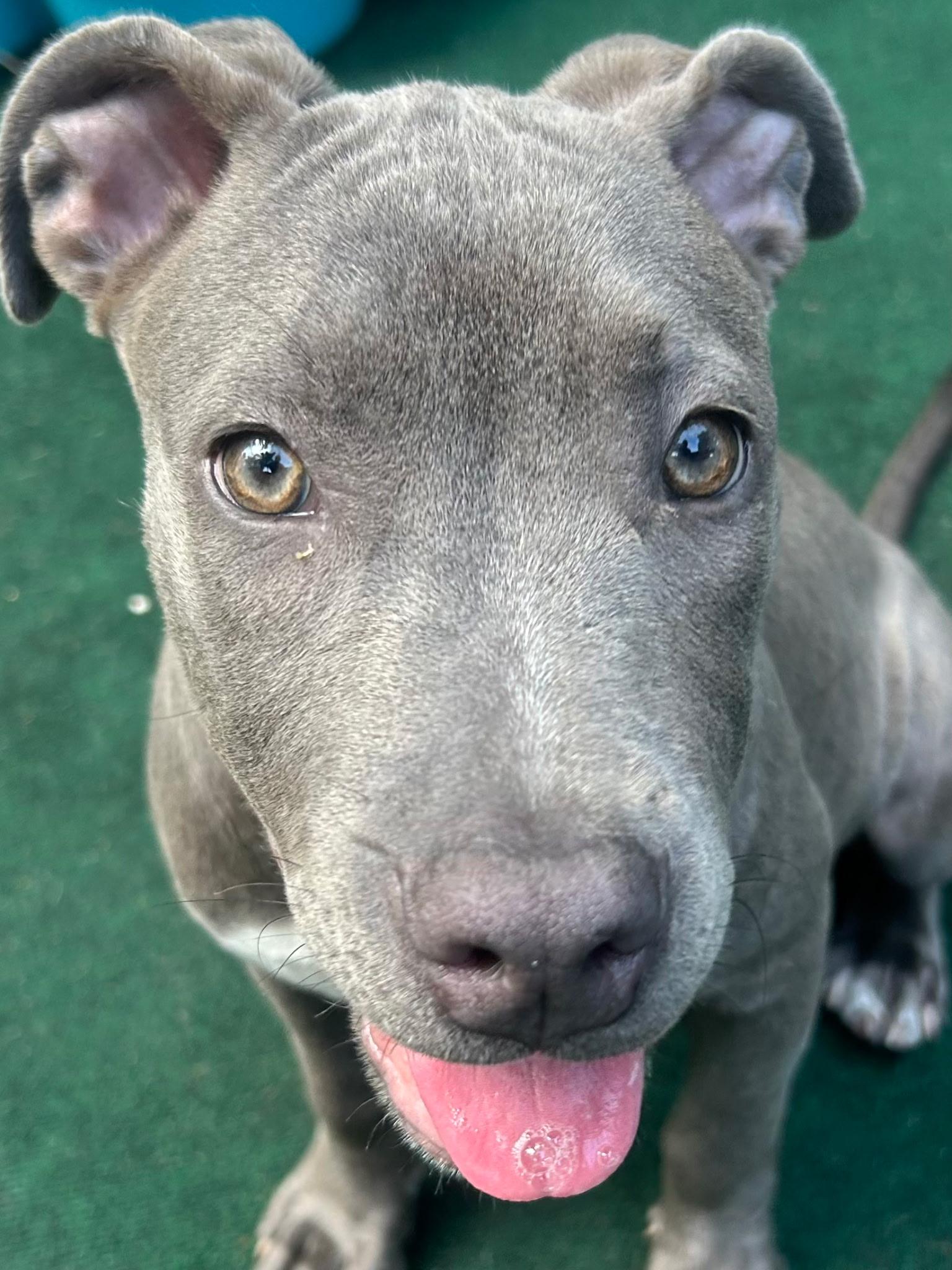 Enlarge Opal, a Adopted mixed breed in Lake Worth, FL image 4/6