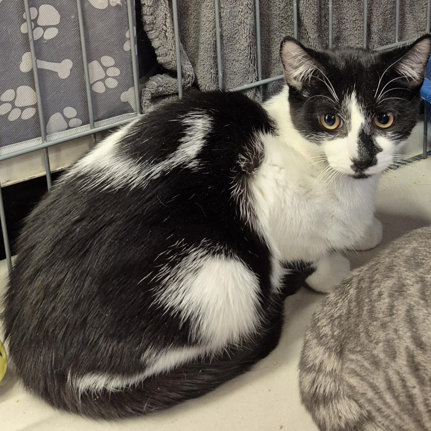 Enlarge Milo, a ADOPTABLE Domestic Short Hair in Hillsborough, NJ image 3/4