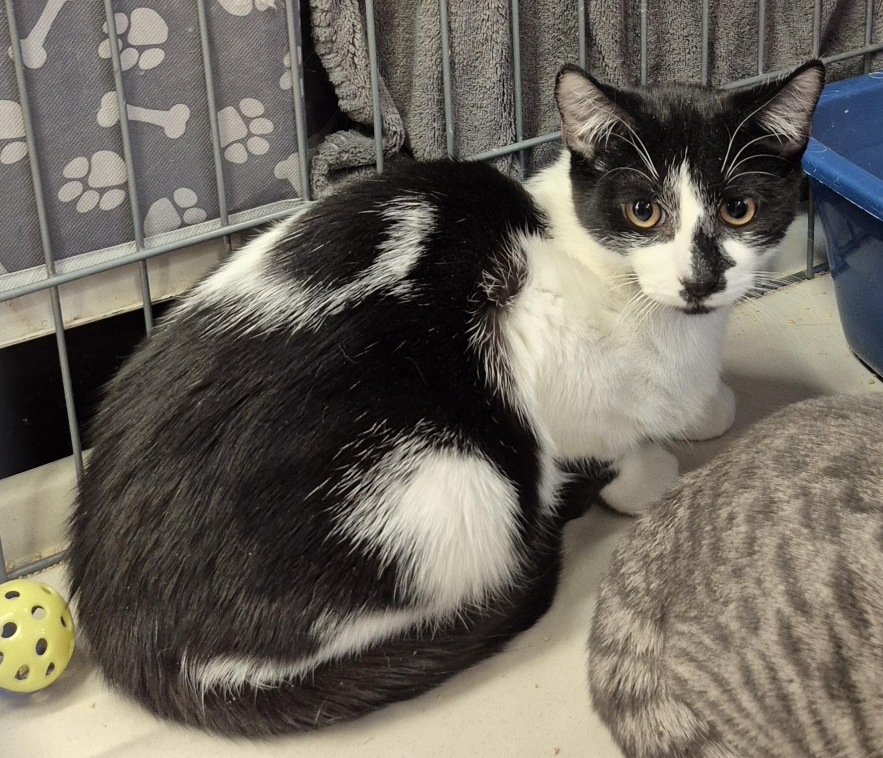 Milo, a ADOPTABLE Domestic Short Hair in Hillsborough, NJ image 2/2