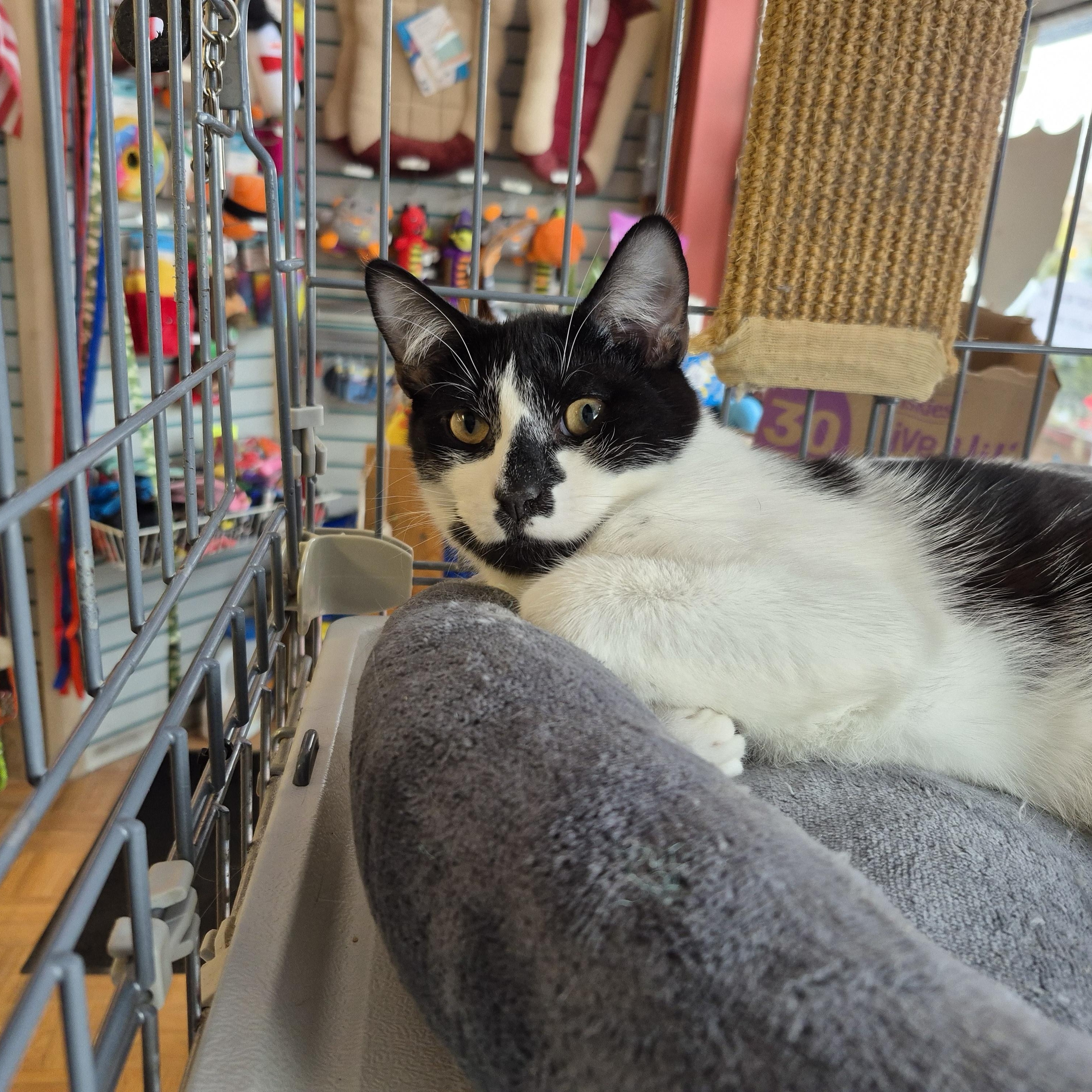 Enlarge Milo, a ADOPTABLE Domestic Short Hair in Hillsborough, NJ image 4/4