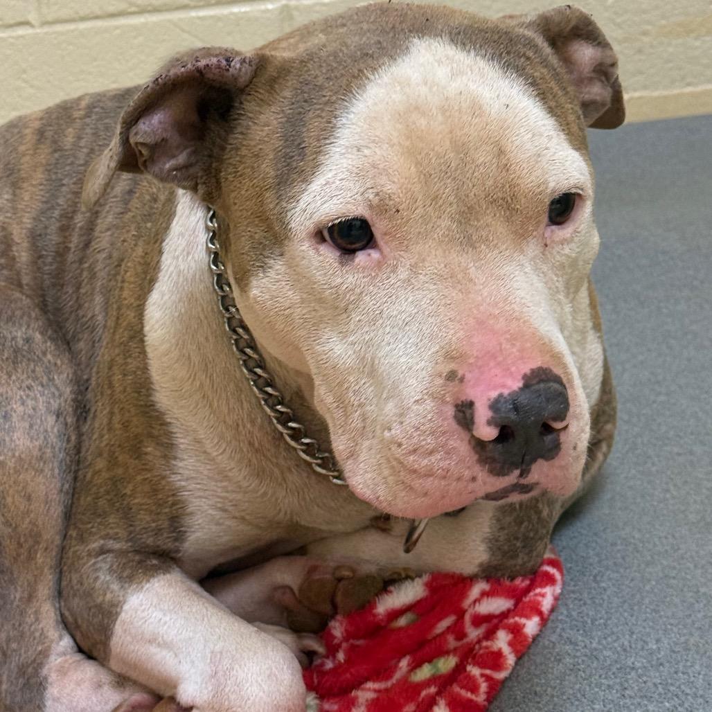 Busta, Adoptable, Adult Male Mixed Breed.