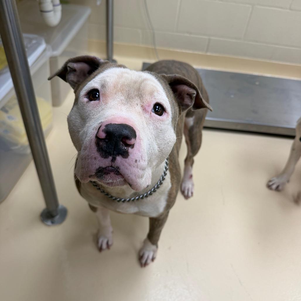 Enlarge Busta, a Adoptable Mixed Breed in Winston-Salem, NC image 2/5