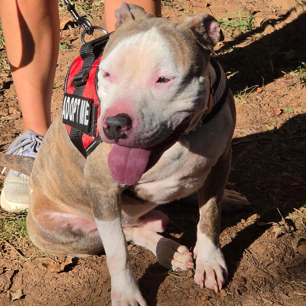 Enlarge Busta, a Adoptable Mixed Breed in Winston-Salem, NC image 3/5