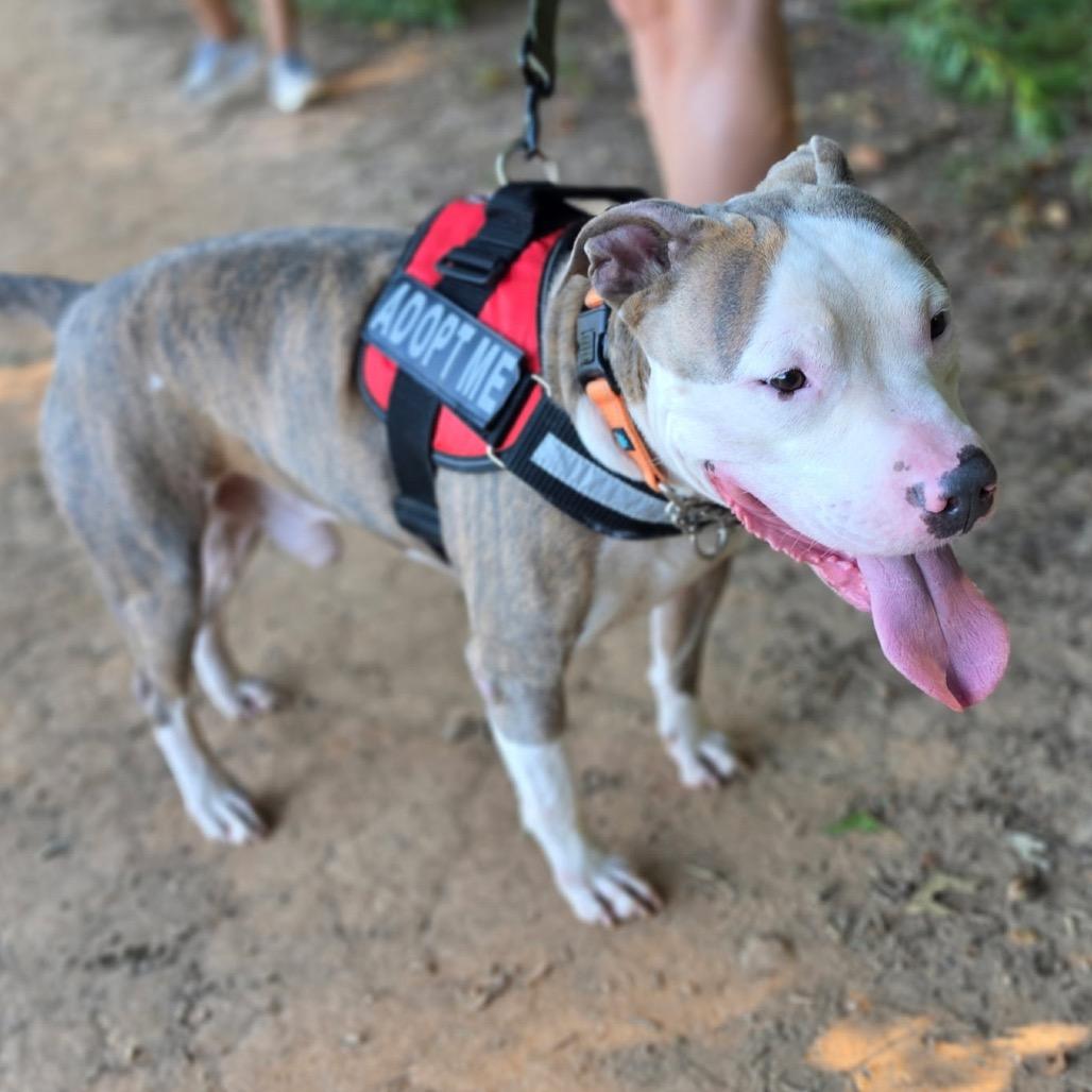 Enlarge Busta, a Adoptable Mixed Breed in Winston-Salem, NC image 5/5