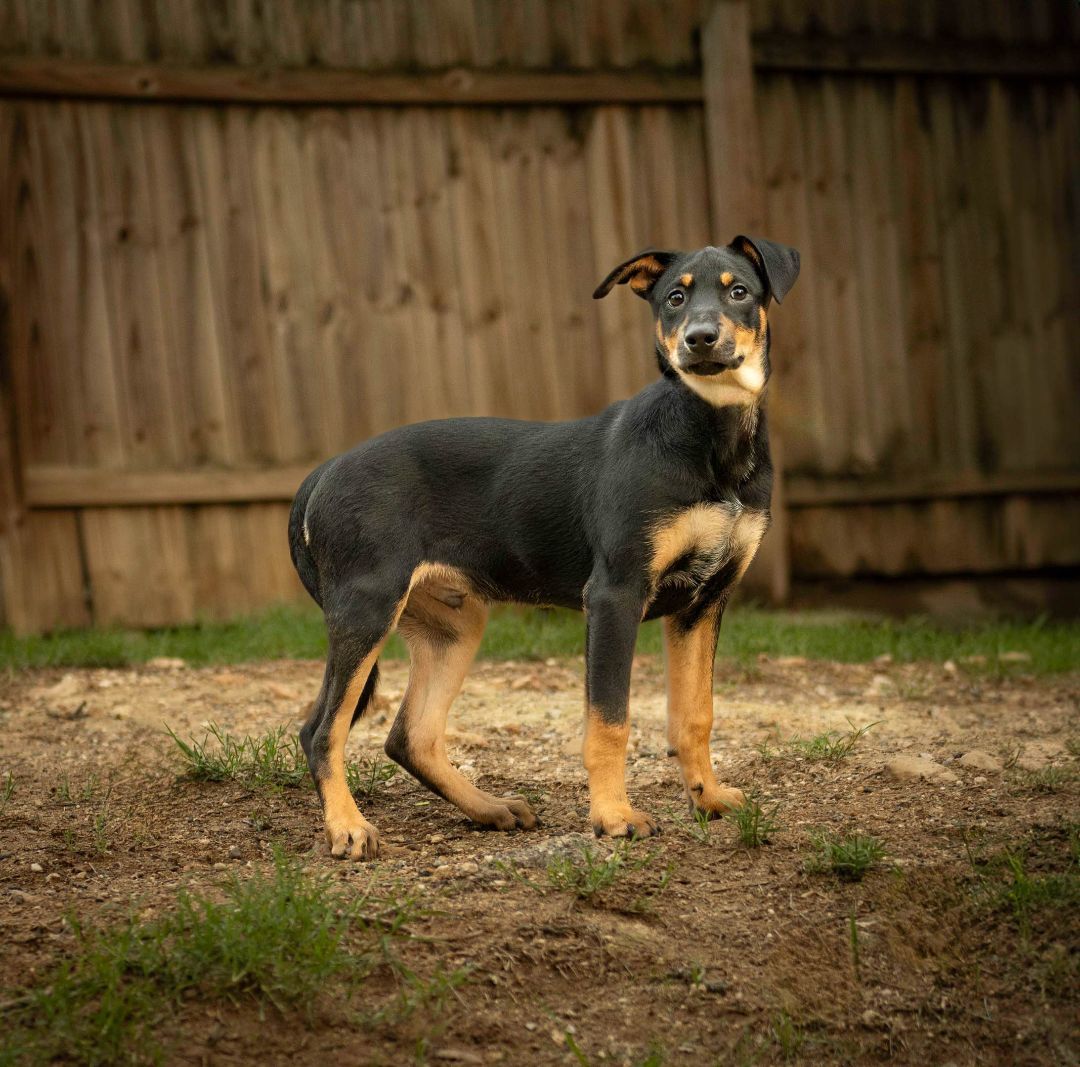 Pepper, a Adoptable mixed breed in Lago Vista, TX image 2/3