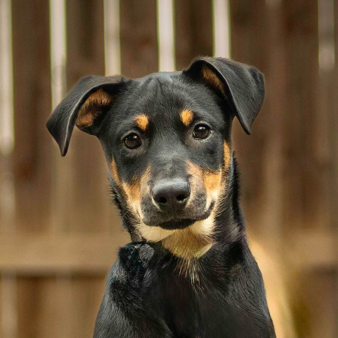 Pepper, Adoptable, Puppy Male Australian Shepherd.