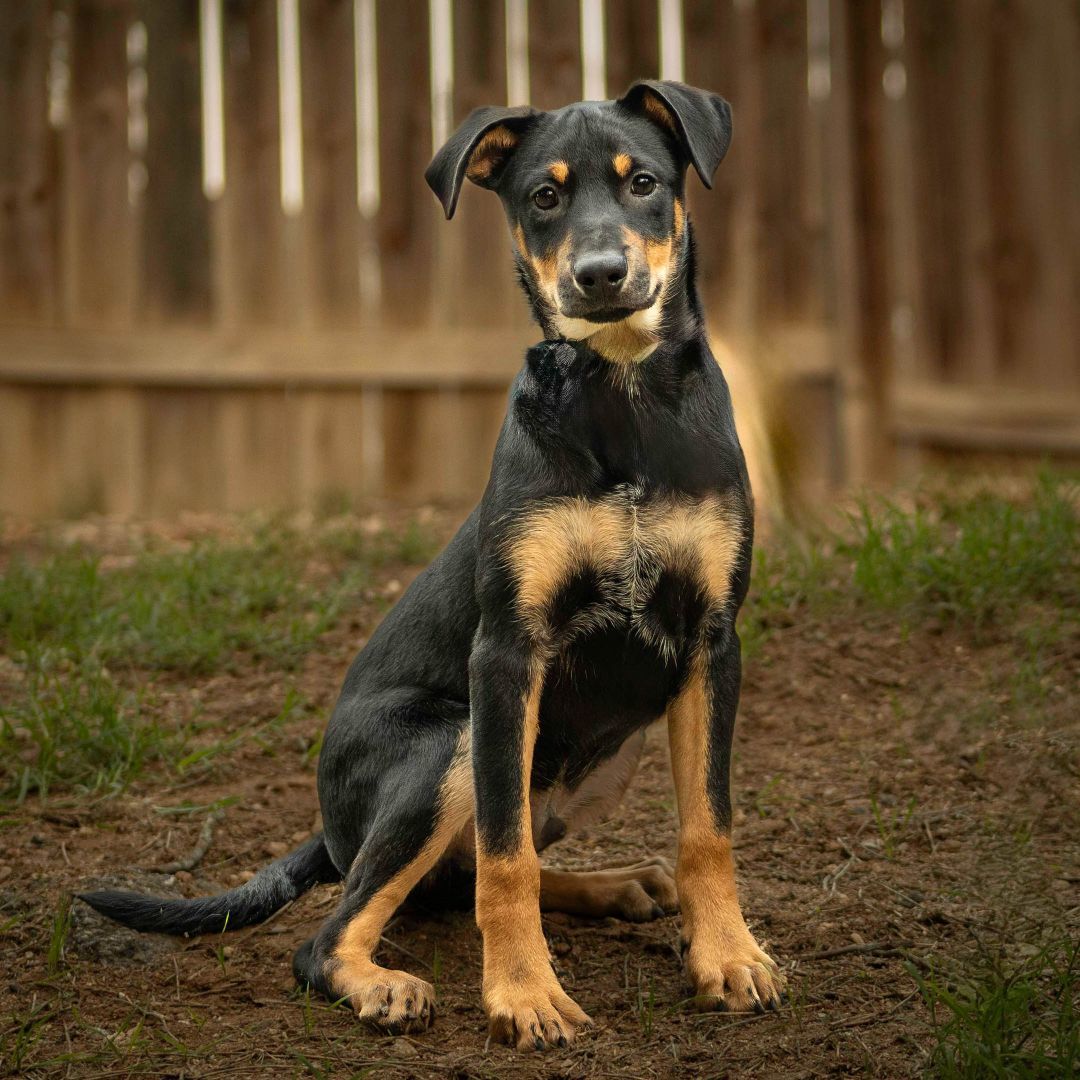 Pepper, a Adoptable mixed breed in Lago Vista, TX image 3/3