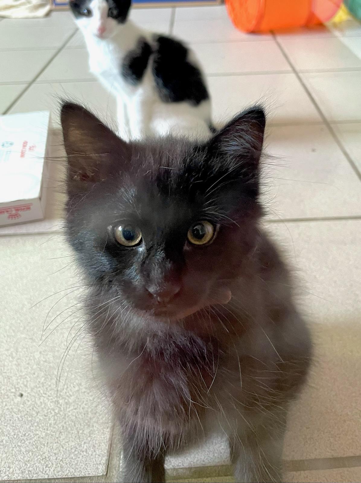 Enlarge Fluff-E-Cat, a Adopted Domestic Medium Hair in Ann Arbor, MI image 1/1