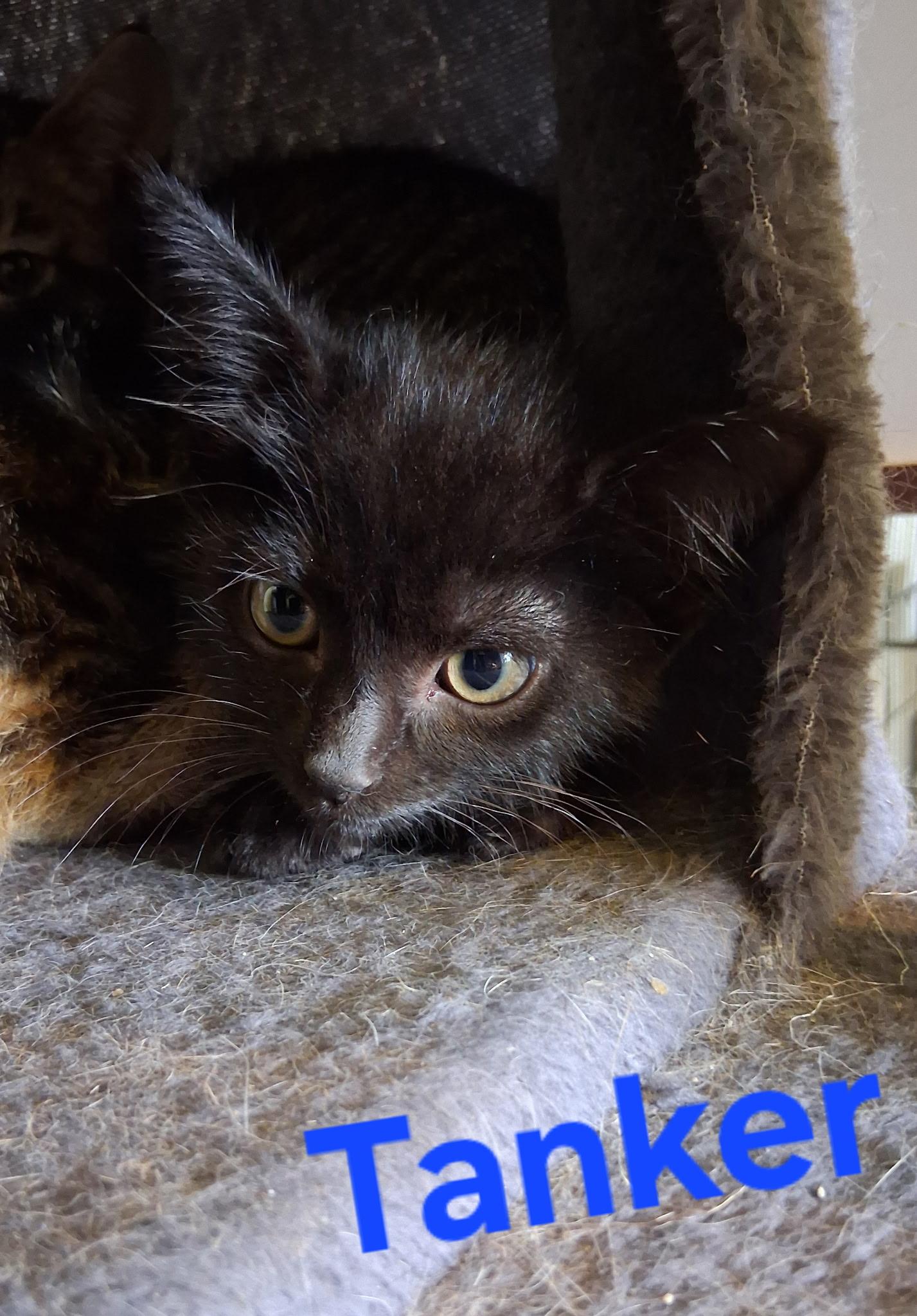 Tanker, Adoptable, Kitten Male Domestic Medium Hair.