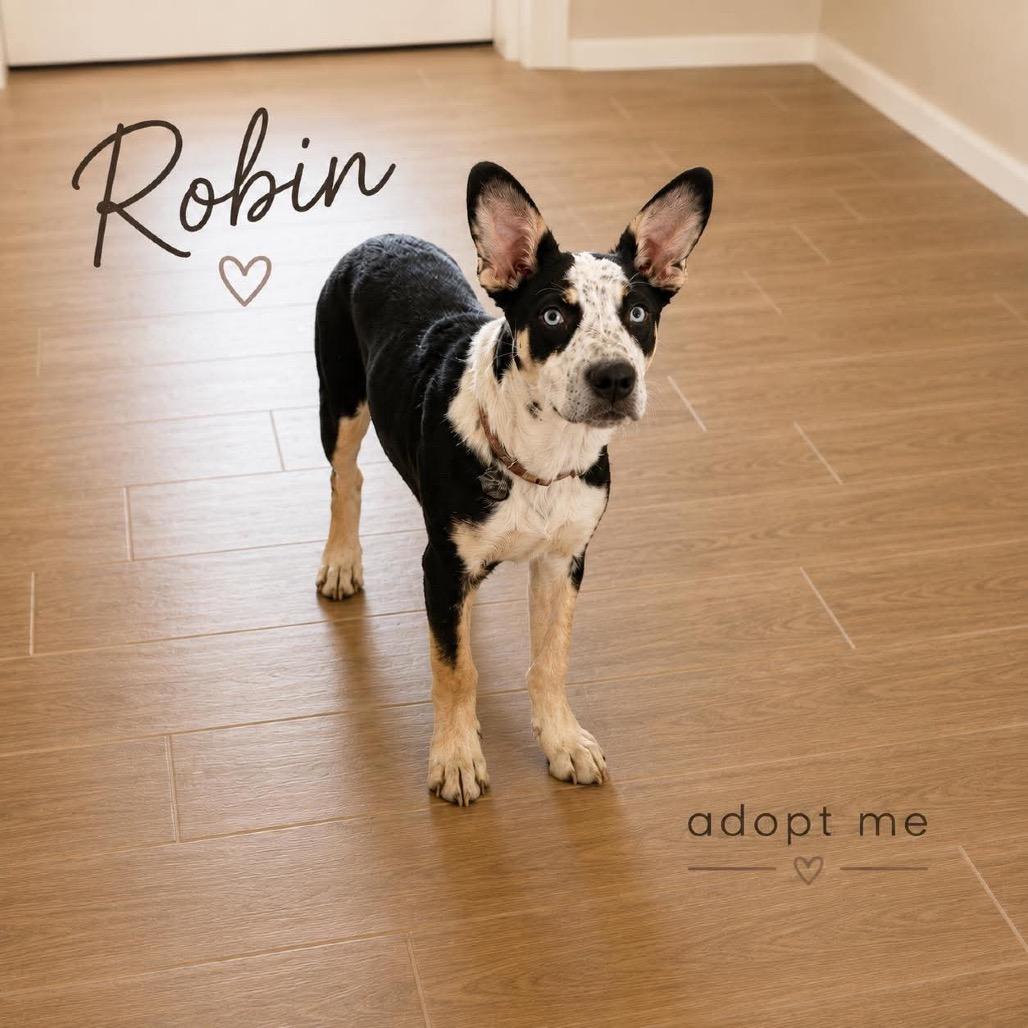 Enlarge Robin, a Adoptable mixed breed in Phoenix, AZ image 4/5