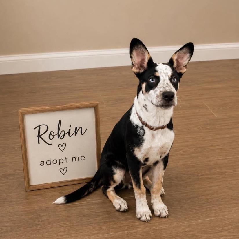 Enlarge Robin, a Adoptable mixed breed in Phoenix, AZ image 5/5