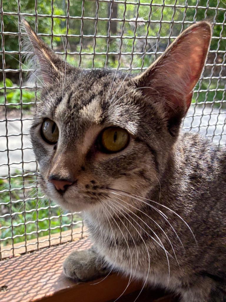 Enlarge Chatterbox, a Adoptable mixed breed in Cincinnati, OH image 1/6