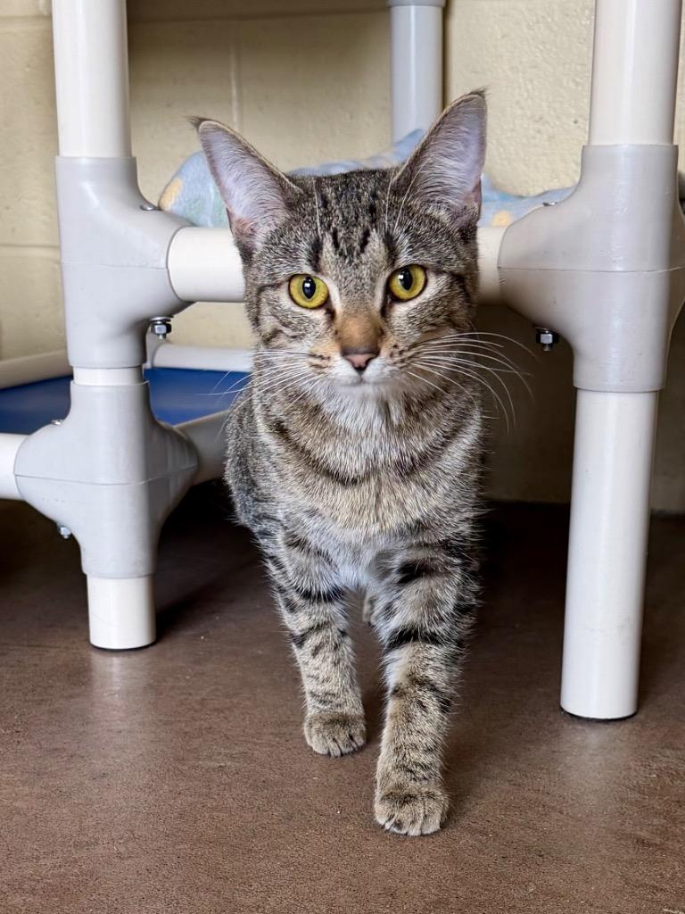 Enlarge Chatterbox, a Adoptable mixed breed in Cincinnati, OH image 2/6