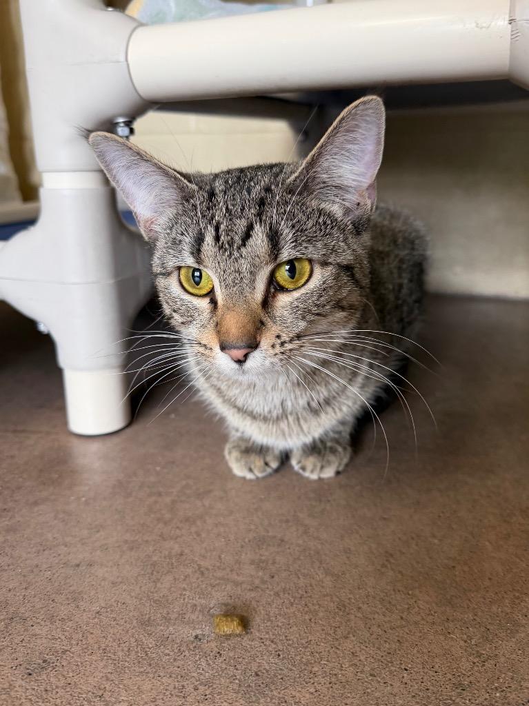 Enlarge Chatterbox, a Adoptable mixed breed in Cincinnati, OH image 3/6