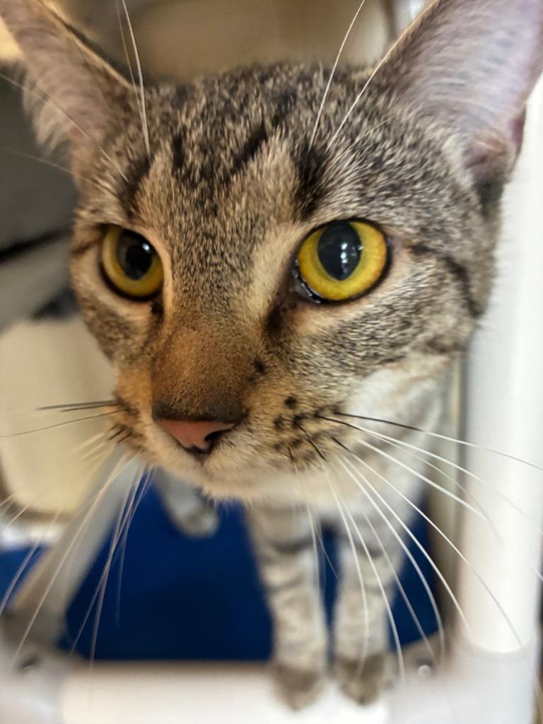 Enlarge Chatterbox, a Adoptable mixed breed in Cincinnati, OH image 4/6