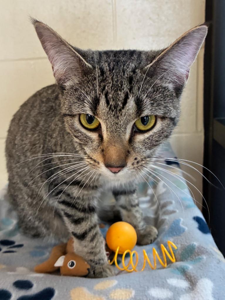 Enlarge Chatterbox, a Adoptable mixed breed in Cincinnati, OH image 5/6