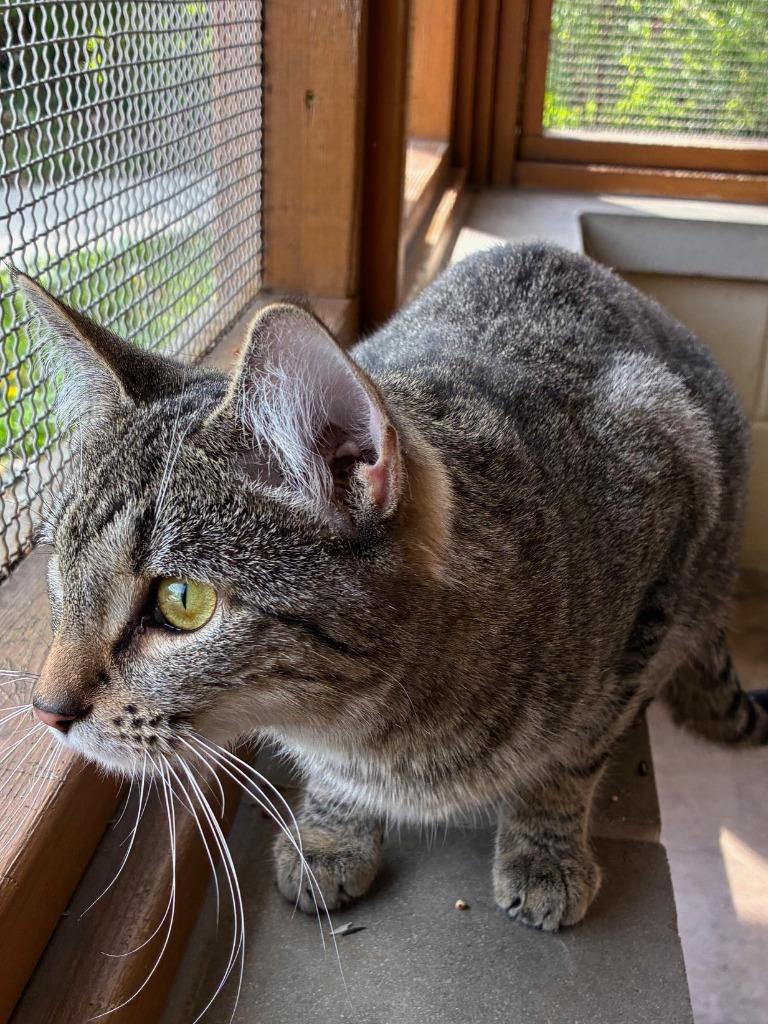 Enlarge Chatterbox, a Adoptable mixed breed in Cincinnati, OH image 6/6