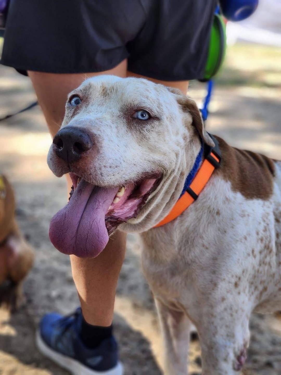 ENZO, Adoptable, Adult Male Hound.