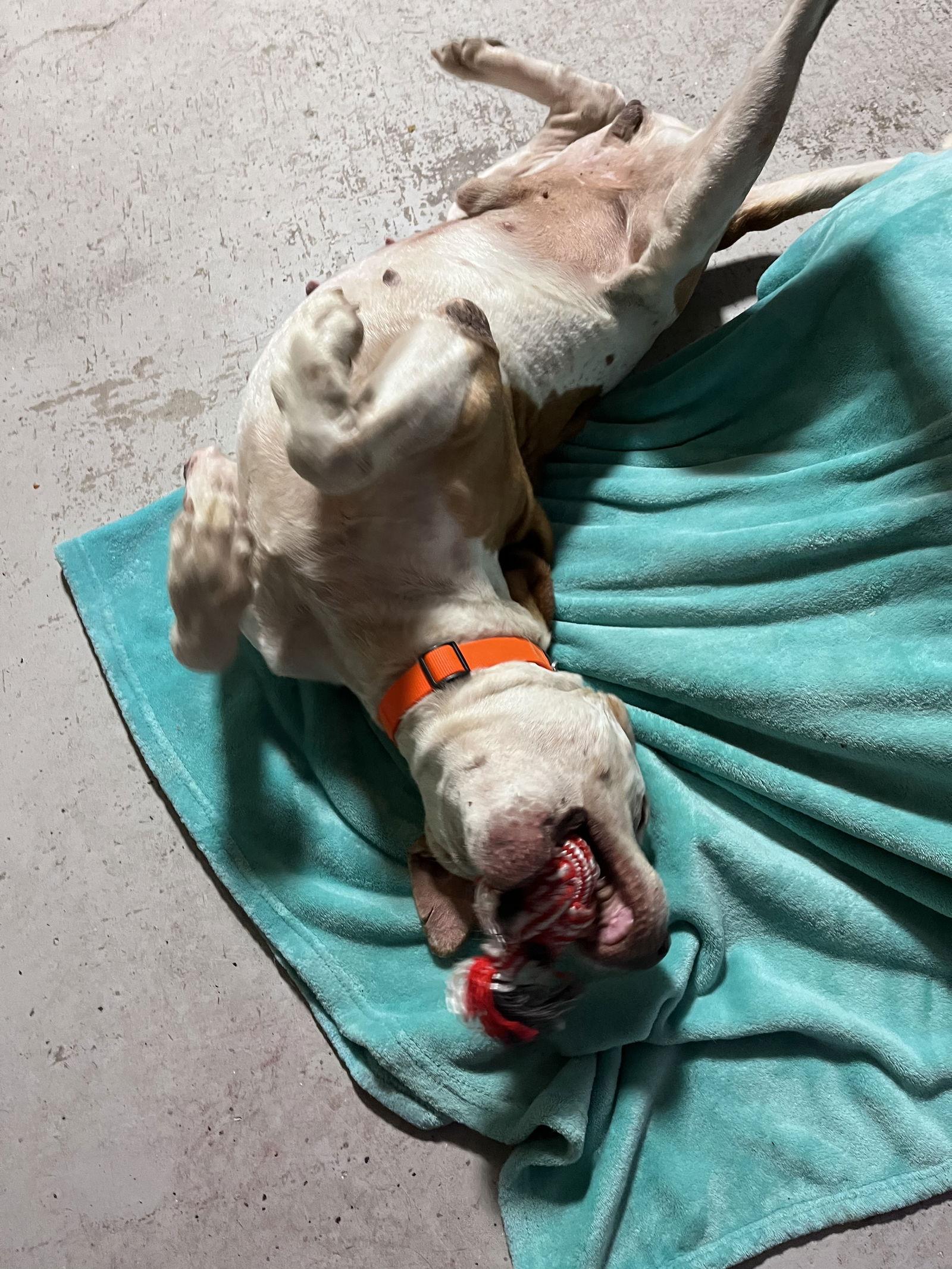 Enlarge ENZO, a Adoptable Hound in Atlanta, GA image 2/3