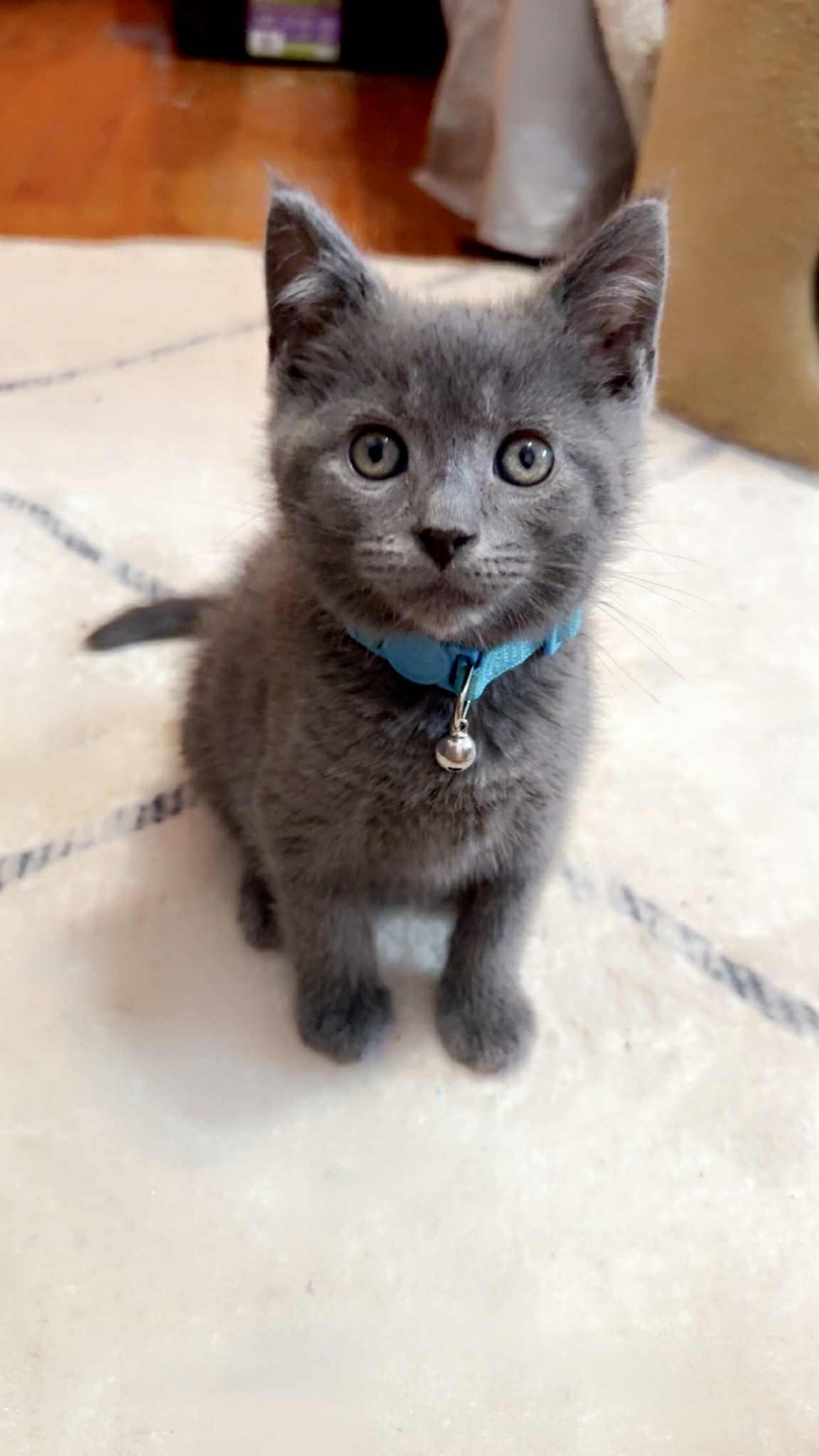 Koda, Adopted, Kitten Male American Shorthair.