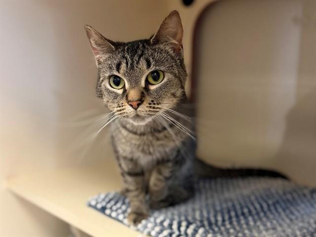 WHEATLEY, Adoptable, Young Female Domestic Short Hair.